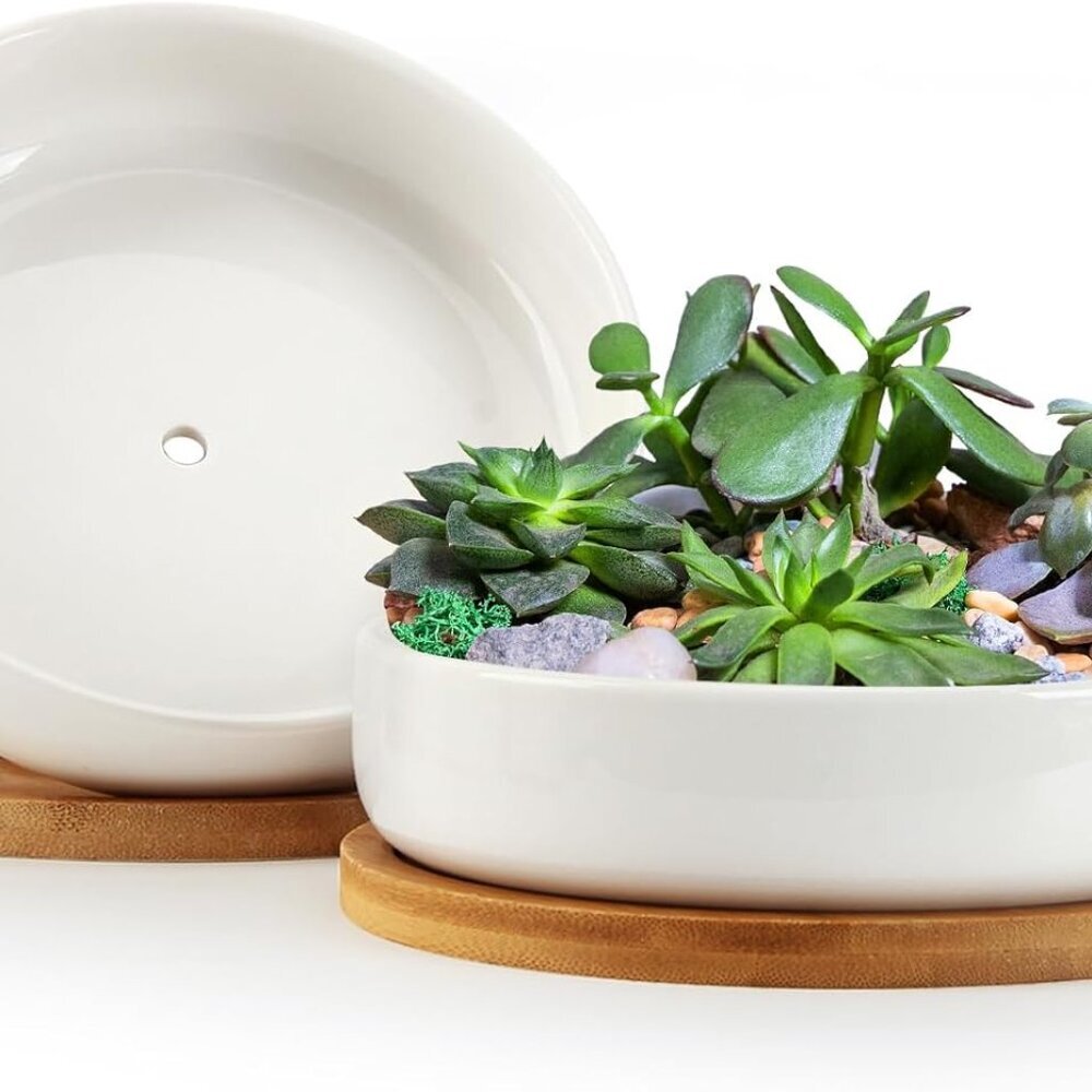 Succulent Pots,6 Inch Succulent Planters with Drainage and Tray,White Ceramic Pl